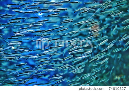 Aquarium / fish 74010827