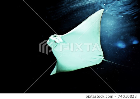 Aquarium / fish 74010828