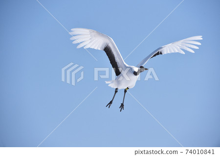 日本起重機在你面前飛翔(北海道鶴井市) 日本起重機在你面前飛翔(北海道鶴井市) 74010841