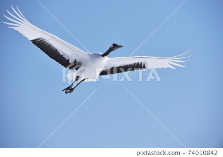 Japanese crane flying in front of you (Tsurui, Hokkaido) Japanese crane flying in front of you (Tsurui, Hokkaido) 74010842