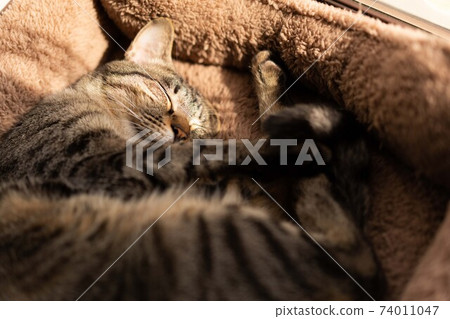 Cat taking a nap 74011047