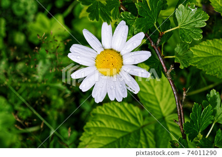 Lonely white camomile. 74011290