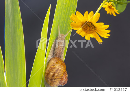 Helix pomatia. grape snail crawling on green leaves. mollusc and invertebrate. Helix pomatia. grape snail crawling on green leaves. mollusc and invertebrate. 74012337