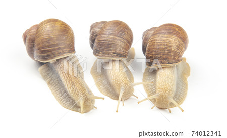 Helix pomatia. grape snail on a white background. mollusc and invertebrate. Helix pomatia. grape snail on a white background. mollusc and invertebrate. 74012341
