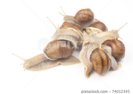 Helix pomatia. grape snail on a white background. mollusc and invertebrate. Helix pomatia. grape snail on a white background. mollusc and invertebrate. 74012345