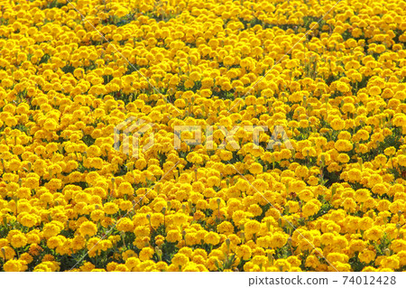large variety of growing yellow flower large variety of growing yellow flower 74012428