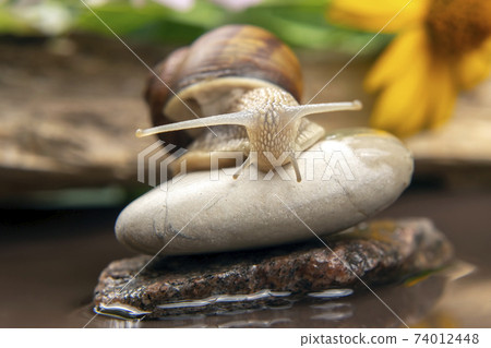Helix pomatia. snail climbs from stone to stone. mollusc and invertebrate. Helix pomatia. snail climbs from stone to stone. mollusc and invertebrate. 74012448