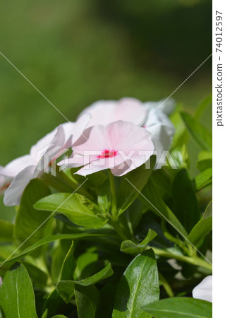 Madagascar rosy periwinkle Madagascar rosy periwinkle 74012597