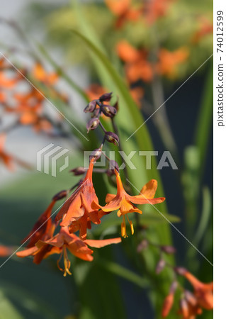 Montbretia Emily McKenzie Montbretia Emily McKenzie 74012599