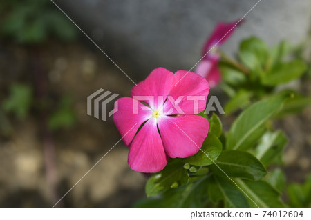 Madagascar rosy periwinkle Madagascar rosy periwinkle 74012604