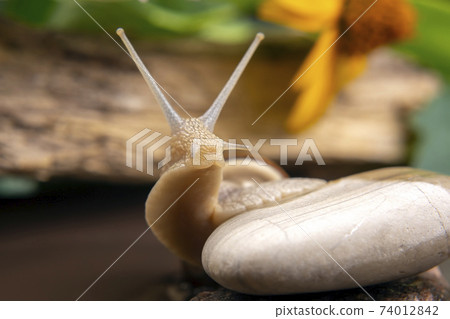 snail climbs from stone to stone. mollusc and invertebrate. delicacy meat and gourmet food. snail climbs from stone to stone. mollusc and invertebrate. delicacy meat and gourmet food. 74012842
