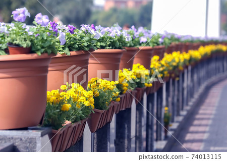decorative flowers in baskets along the marble parapet decorative flowers in baskets along the marble parapet 74013115