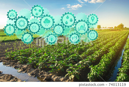 Smart farm system, innovation technology. Agricultural management, startups, improvements. Innovation and development. Eggplant plantation on a farm on a sunny day. 74013119