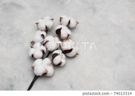 Flat lay composition with cotton branch on gray concret background. Delicate white cotton flowers. Copy space 74013314