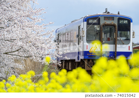 [Noto Railway] Sakura, rape blossoms and train 74015042