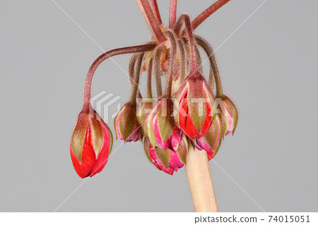 Red garden Geranium flowers isolated on grey background. Red garden Geranium flowers isolated on grey background. 74015051