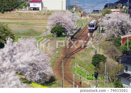 [能登鐵路]盛開櫻花的西岸站鳥瞰圖 74015081