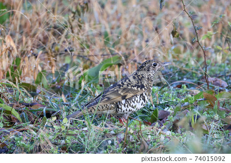 Grassy thrush 74015092