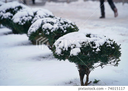 Snow-covered decorative green bushes outdoors, winter close-up Snow-covered decorative green bushes outdoors, winter close-up 74015117