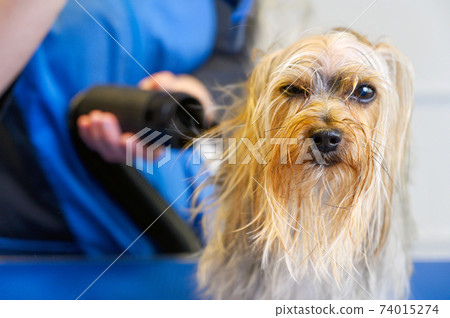 The pet groomer dries dog hair with a hair dryer and combs a Yorkshire Terrier in the Pet Grooming 74015274