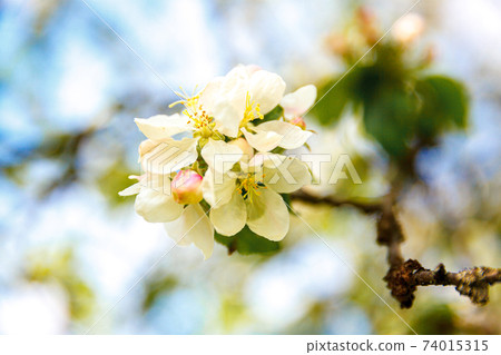 Beautiful white apple blossom flowers in spring time. Background with flowering apple tree. Inspirational natural floral spring blooming garden or park. Flower art design. Selective focus. 74015315