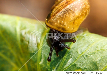 Snail closeup portrait. Little snail in shell crawling on green leaf in garden. Inspirational natural spring or summer background. Life of insect. Macro, close up Snail closeup portrait. Little snail in shell crawling on green leaf in garden. Inspirational natural spring or summer background. Life of insect. Macro, close up 74015323