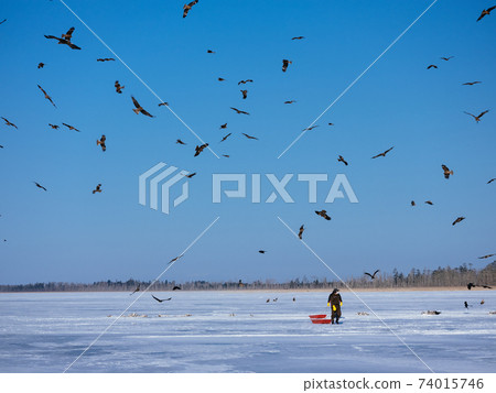 A flock of eagles A flock of eagles 74015746
