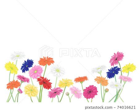 Colorful gerbera background 74016621