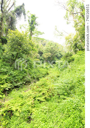 Early summer in Koajiro no Mori, Miura City, Kanagawa Prefecture, an unexplored region of the Shonan Miura Peninsula 74016651