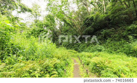 Early summer in Koajiro no Mori, Miura City, Kanagawa Prefecture, an unexplored region of the Shonan Miura Peninsula 74016665