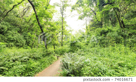 初夏在神奈川縣三浦市的小次郎之森，湘南三浦半島的一個未開發地區 74016671