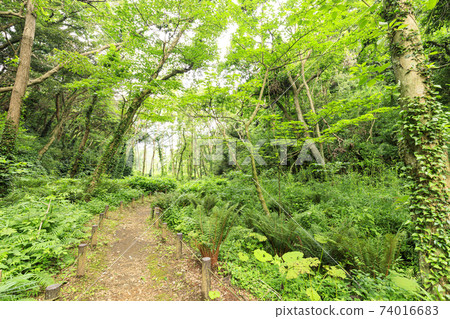 Early summer in Koajiro no Mori, Miura City, Kanagawa Prefecture, an unexplored region of the Shonan Miura Peninsula 74016683
