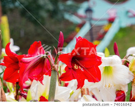 Close up shot of red lily blossom 74016842