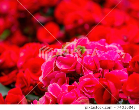 Close up shot of Tuberous begonia blossom 74016845