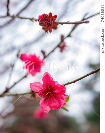 Close up shot of Plum blossom Close up shot of Plum blossom 74016852