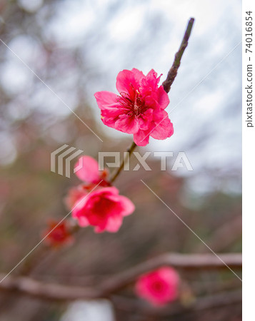 Close up shot of Plum blossom Close up shot of Plum blossom 74016854