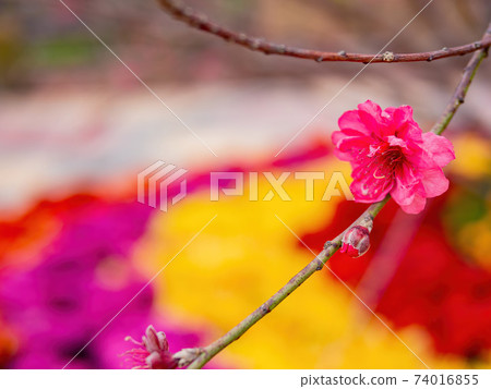 Close up shot of Plum blossom 74016855