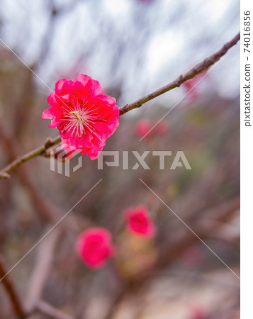 Close up shot of Plum blossom 74016856