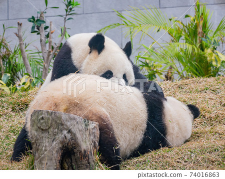 Close up shot of the giant panda 74016863