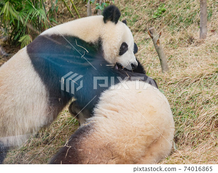 Close up shot of the giant panda 74016865