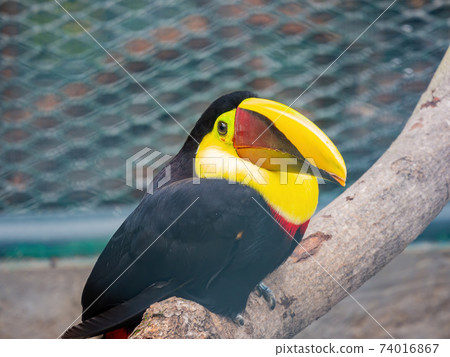 Close up shot of the Ramphastos 74016867