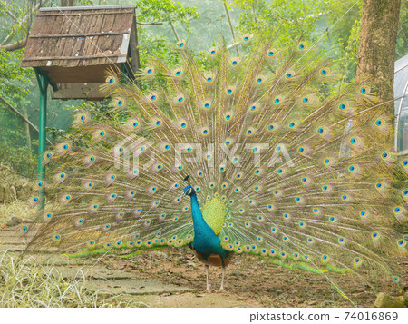 Close up shot of a peacock openning its fan Close up shot of a peacock openning its fan 74016869