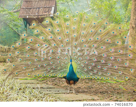 Close up shot of a peacock openning its fan 74016870