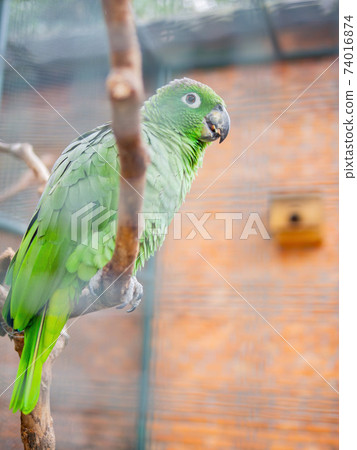 Close up shot of Southern mealy amazon parrot 74016874