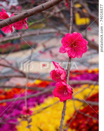 Close up shot of Plum blossom Close up shot of Plum blossom 74016877
