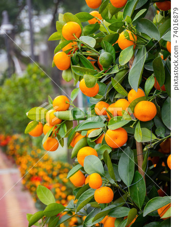 Close up shot of mature tangerine hanging on the tree Close up shot of mature tangerine hanging on the tree 74016879