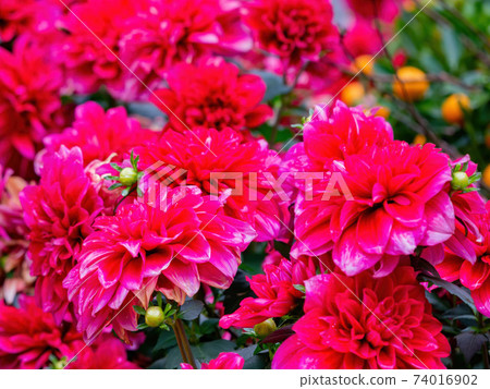 Close up shot of Chrysanthemum blossom 74016902