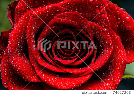 Water drops on the red rose petals. Valentine day concept Water drops on the red rose petals. Valentine day concept 74017208