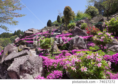 紅紫色的福祿考 74017272