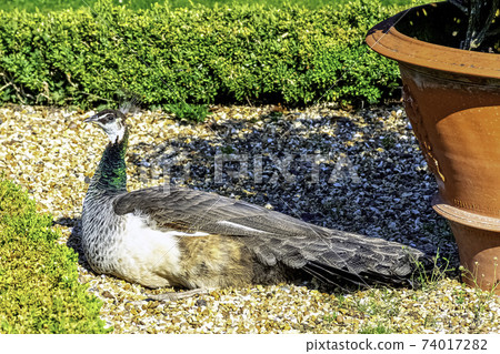 Peahen - female Indian or green peafowl 74017282